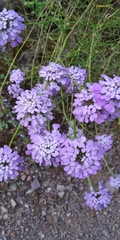 Iberis ciliata contracta