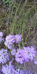 Iberis ciliata contracta