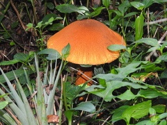 Gymnopilus imperialis