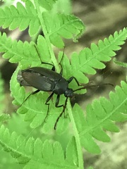 Capnochroa fuliginosa