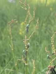 Phyllobius virideaeris