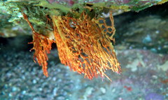 Melithaea