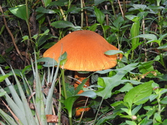 Gymnopilus imperialis