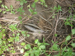 Gymnotus inaequilabiatus