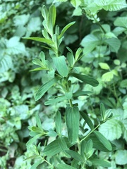 Hypericum tetrapterum