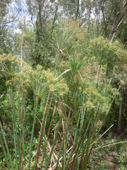 Cyperus giganteus