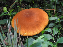 Gymnopilus imperialis