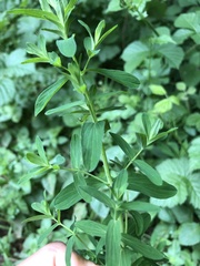 Hypericum tetrapterum