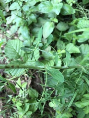Hypericum tetrapterum