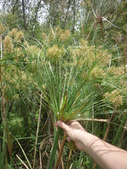 Cyperus giganteus