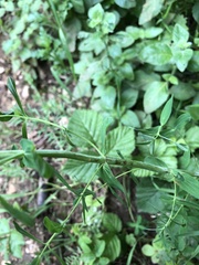 Hypericum tetrapterum