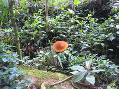 Gymnopilus imperialis