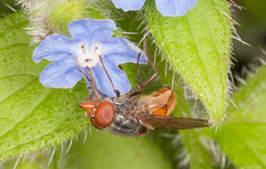 Rhingia rostrata