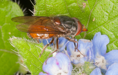 Rhingia rostrata