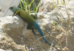 Sceloporus esperanzae