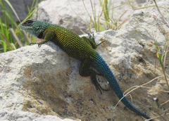 Sceloporus esperanzae