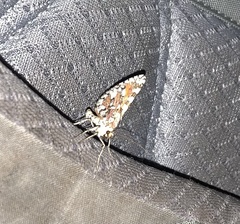 Stamnodes tessellata