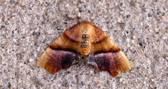 Plagodis phlogosaria