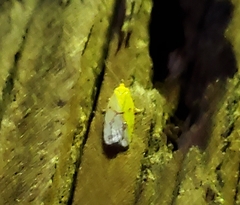 Sparganothis sulfureana