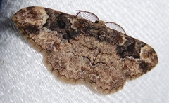 Parapholodes fuliginea