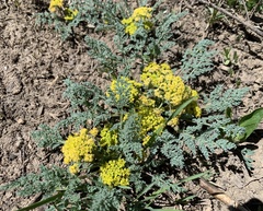 Cymopterus planosus
