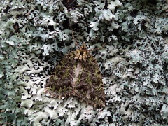 Chloroclydon rinodaria