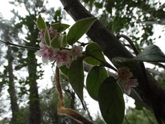 Elytropus chilensis