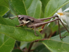 Pholidoptera dalmatica