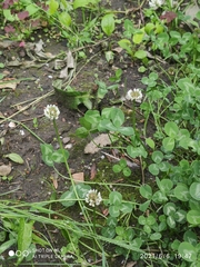 Trifolium repens