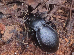 Carabus taedatus