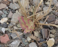 Rhodostrophia calabra