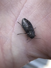 Phaenops fulvoguttata