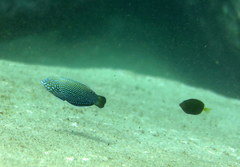 Anampses caeruleopunctatus