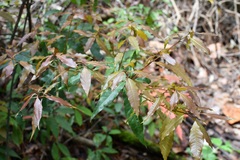 Quercus seemannii