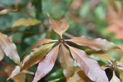 Quercus seemannii