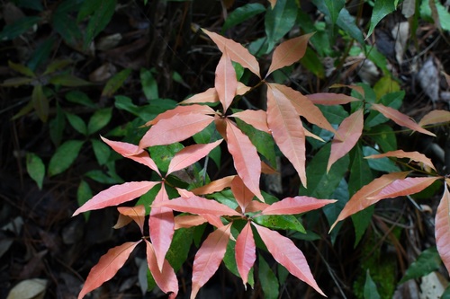 Quercus seemannii