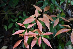 Quercus seemannii