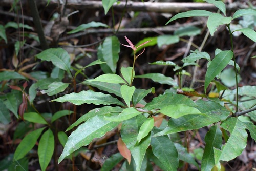 Quercus seemannii