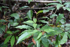 Quercus seemannii