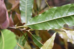 Quercus seemannii