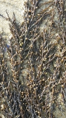 Sargassum horneri