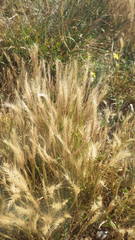 Festuca ambigua