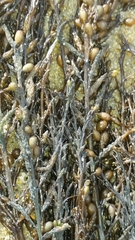 Sargassum horneri