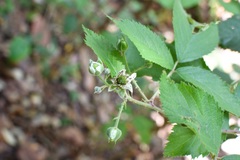 Rubus sapidus