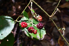 Rubus sapidus
