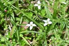 Arcytophyllum serpyllaceum