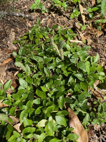 Ruellia blechum