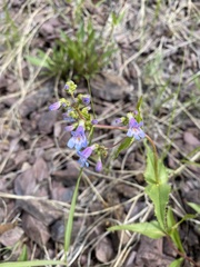 Penstemon wilcoxii
