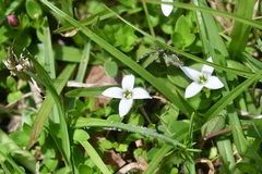 Arcytophyllum serpyllaceum