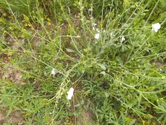 Linaceae